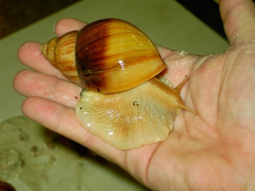 a.immaculata var.two tone2.jpg