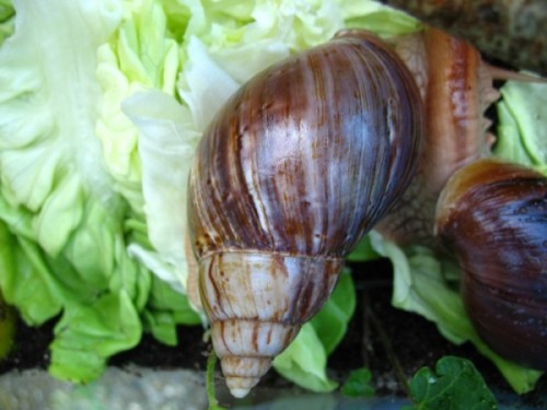 A. immaculata immaculata2.jpg