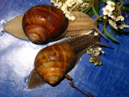 Schnecken 17.05.09 046.jpg