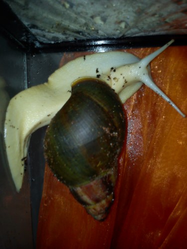 Schnecken 006.jpg