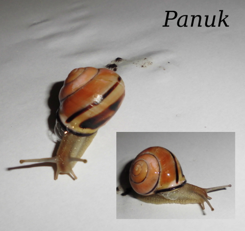 Panuk-1.JPG