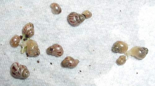 BABYS Limmis MACRO 012_groß.jpg