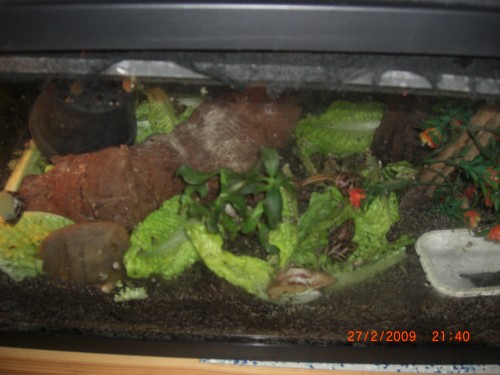 BABYS v WJ u Limmis MACRO 028.jpg