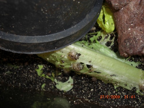 BABYS v WJ u Limmis MACRO 033.jpg