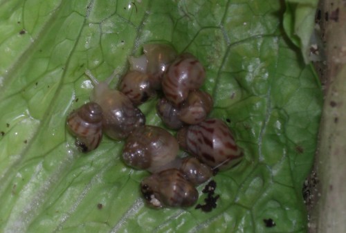 BABYS Limmis MACRO  C.jpg