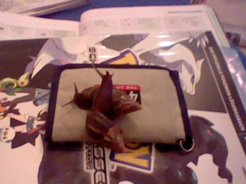 HNI_0068_MPO.JPG