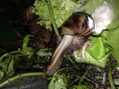 Eine Langhalsschnecke haben wir auch.jpg