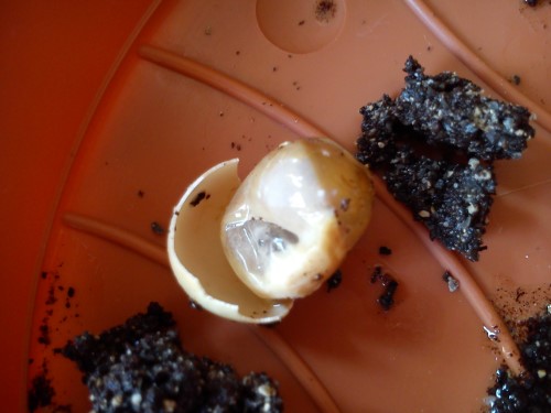 02.04.2014 Handy 084.jpg