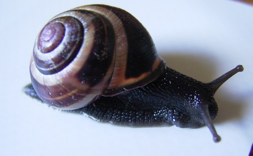 IMAG0096.jpg