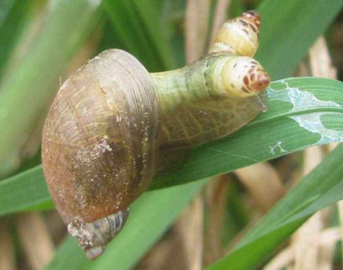 Schneckea.jpg