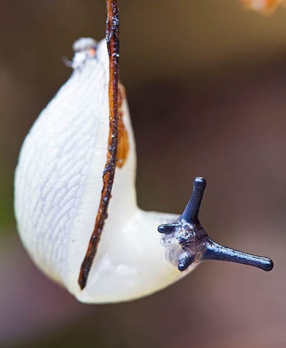 Weisse Nacktschnecke.jpg