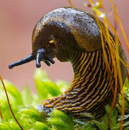 Braune Wegschnecke.jpg