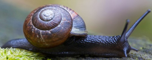 Schnecke.jpg
