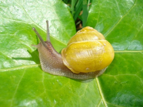 Cepaea hortensis (4).JPG