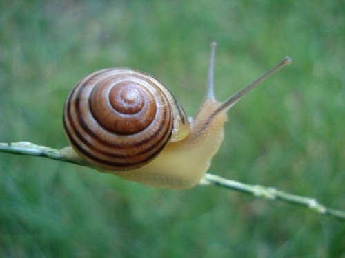 Cepaea hortensis (3).JPG