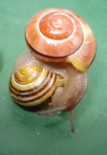 Cepaea hortensis (5).JPG