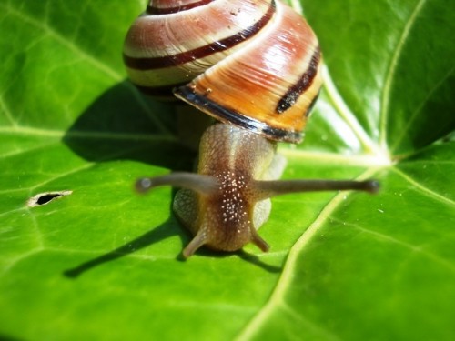 Cepaea nemoralis (3).JPG