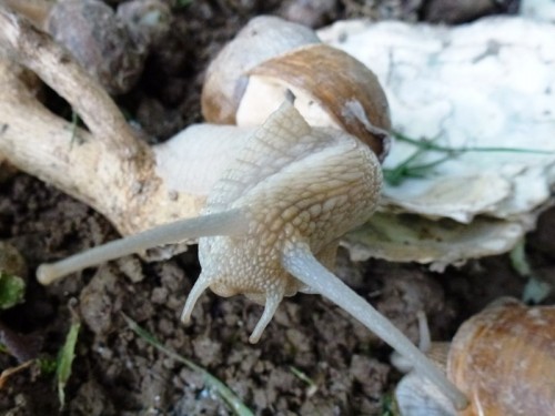 Helix Pomatia (7).JPG