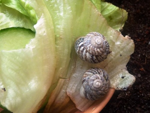 Marmorana Muralis (1).JPG