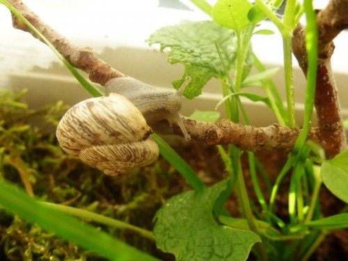 Marmorana Muralis (2).JPG