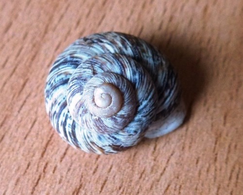 Marmorana Muralis (5).JPG