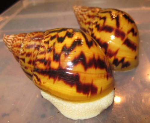 A.achatinas, albino.jpg