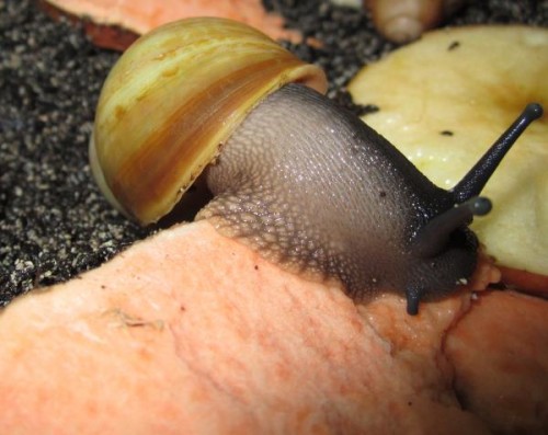 Archachatina candefacta beim fressen.jpg