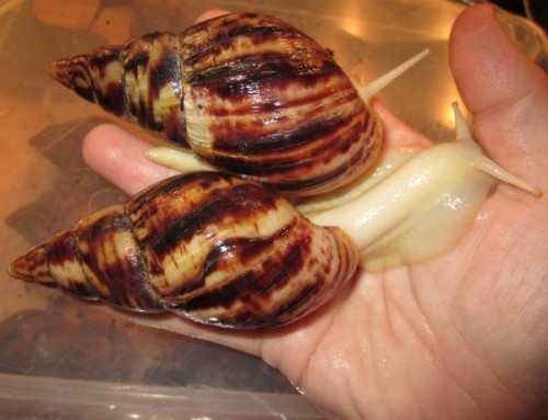 A.reticulata 5 und 6.jpg