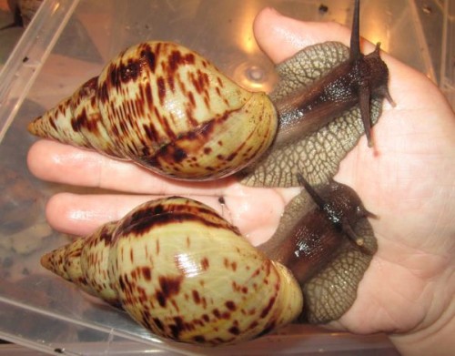 A.reticulata 1 und 2.jpg