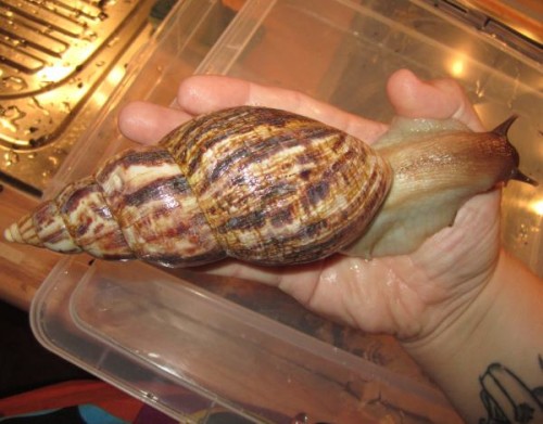 A.reticulata 7.jpg
