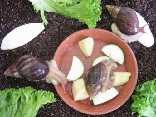 A.immaculata.jpg