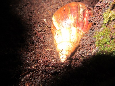 Birma.2.JPG