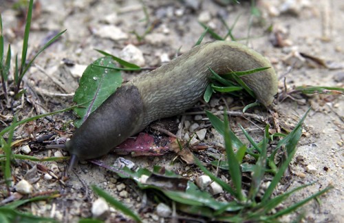 grüne schnecke.jpg