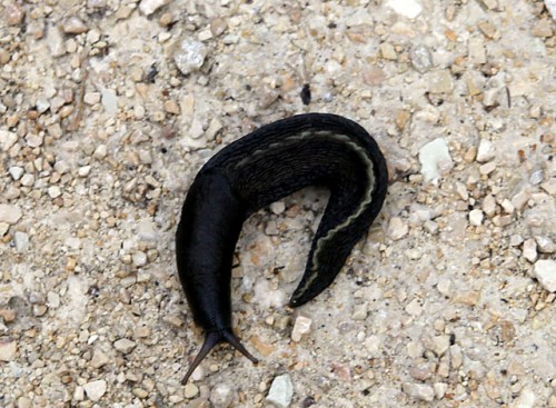 schwarze schnecke2.jpg