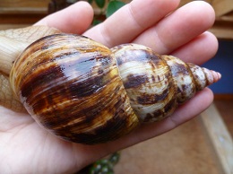schnecke.jpg