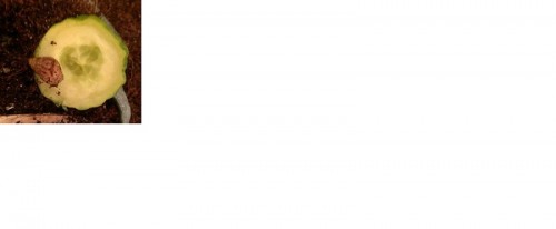 ina is dummmmmmmmmm!!.jpg