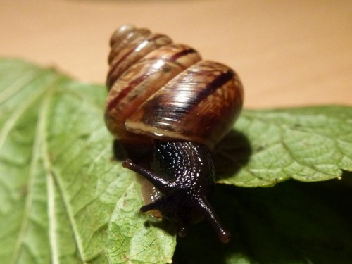 morpho_3.JPG