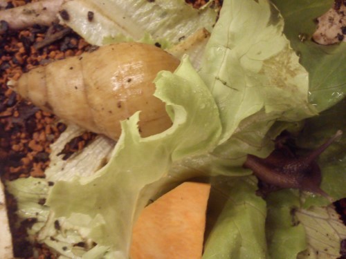 Schnecken (2).jpg