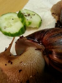 IMG_2014080356685.jpg klein.jpg