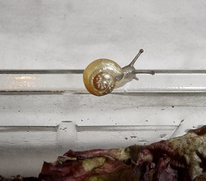 SAM_0832 - Kopie.JPG