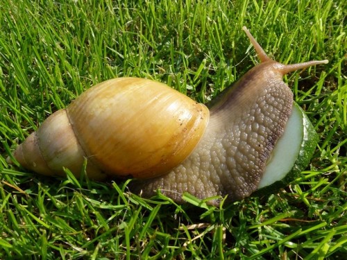 Neues von Achatis (9).JPG