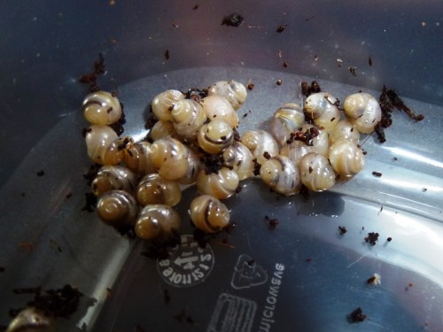 babyachatis (2).JPG