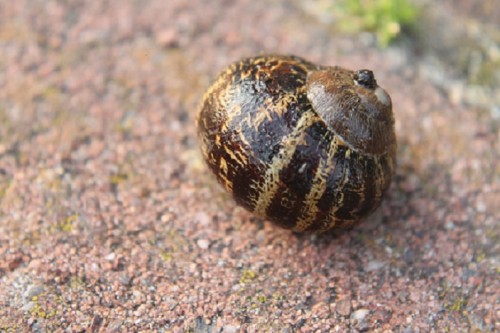 Schneckengehäuse.jpg