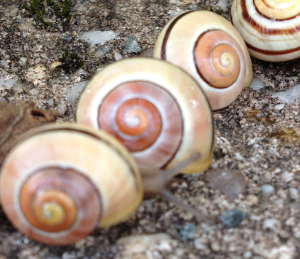 Bild Test Schnecken.jpg