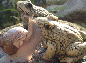 Weinbergschnecke.jpg