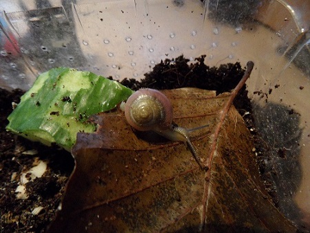 SAM_0851 - Kopie.JPG