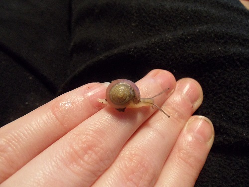 SAM_0842 - Kopie.JPG