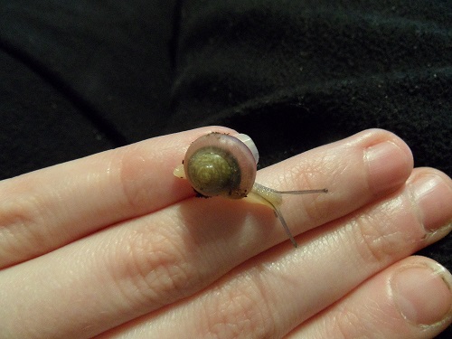 SAM_0841 - Kopie.JPG