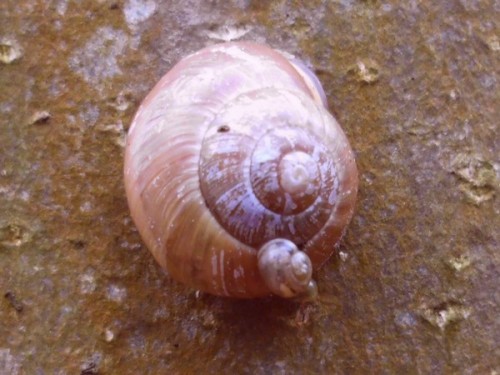 IMG_4814.jpg