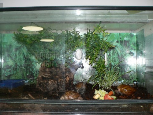 a.achatina_ovum_!.jpg